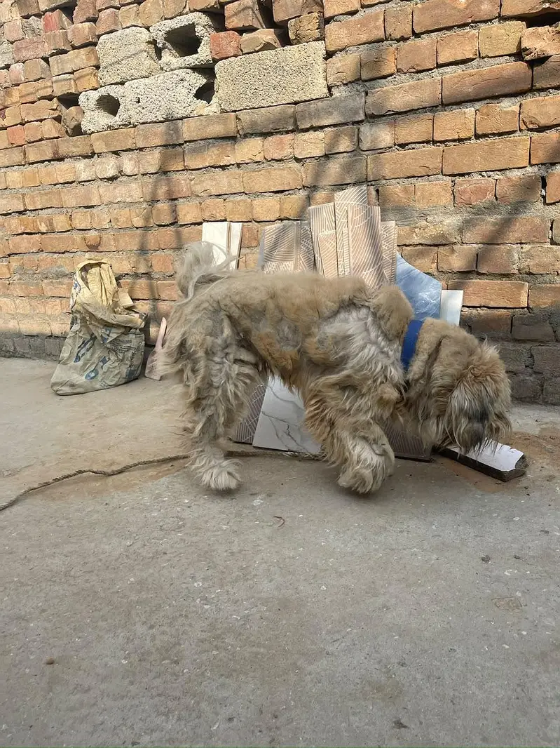 Lhasa Apso, a Shih Tzu, or a Tibetan Terrier — photo 7