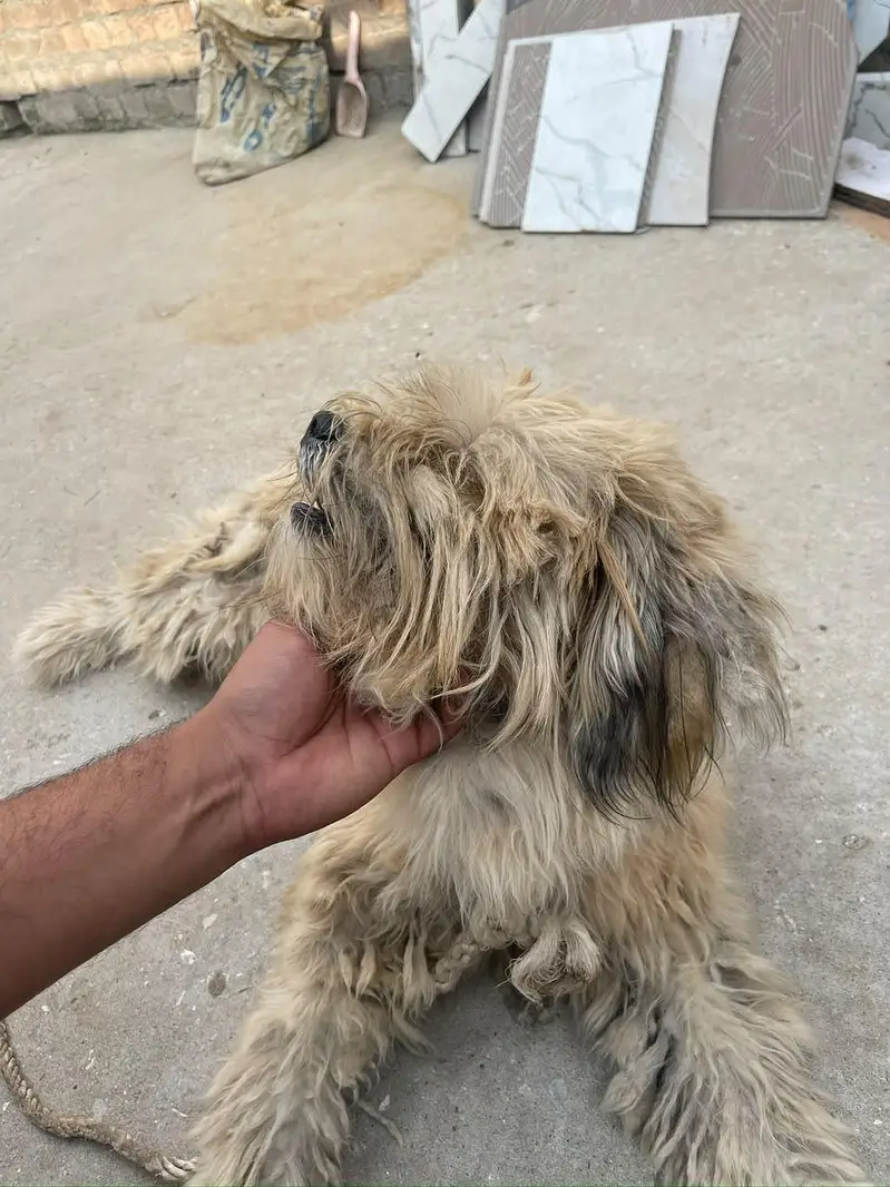 Lhasa Apso, a Shih Tzu, or a Tibetan Terrier — photo 8