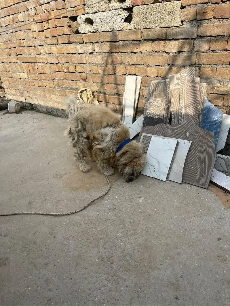Lhasa Apso, a Shih Tzu, or a Tibetan Terrier — photo 9
