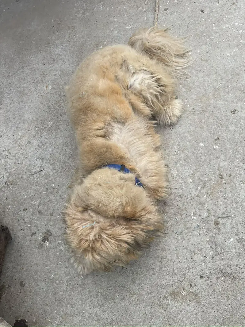 Lhasa Apso, a Shih Tzu, or a Tibetan Terrier — photo 10