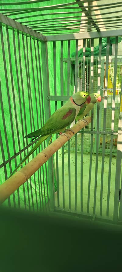 Raw beautiful jumbo size breeder pair for sale. Captive wild