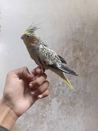 HandTame Cocktail Parrot