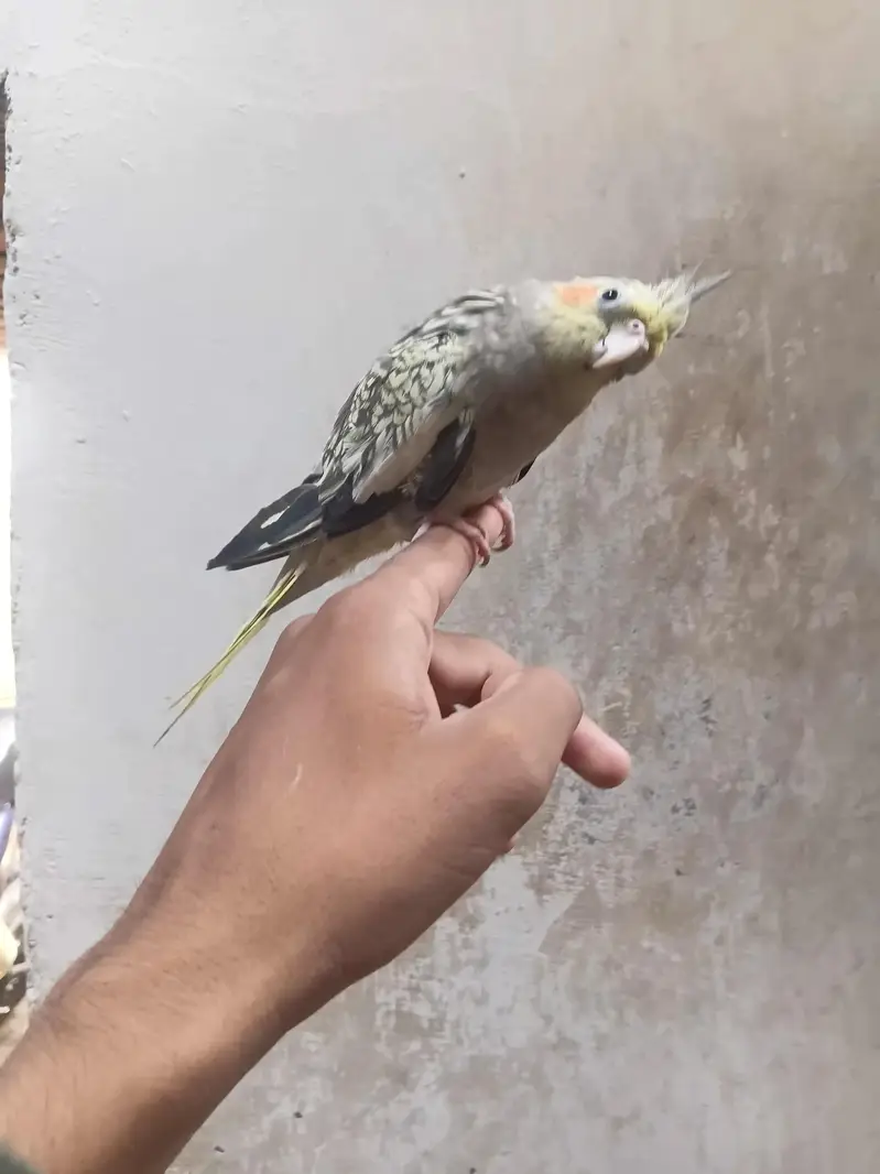 HandTame Cocktail Parrot — photo 2
