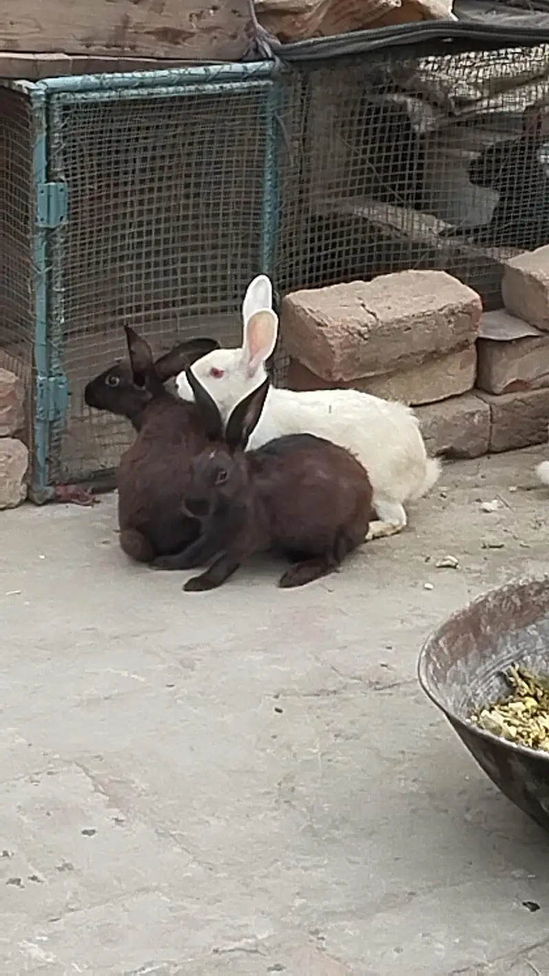 Rabbits pair for urgent sale — photo 3