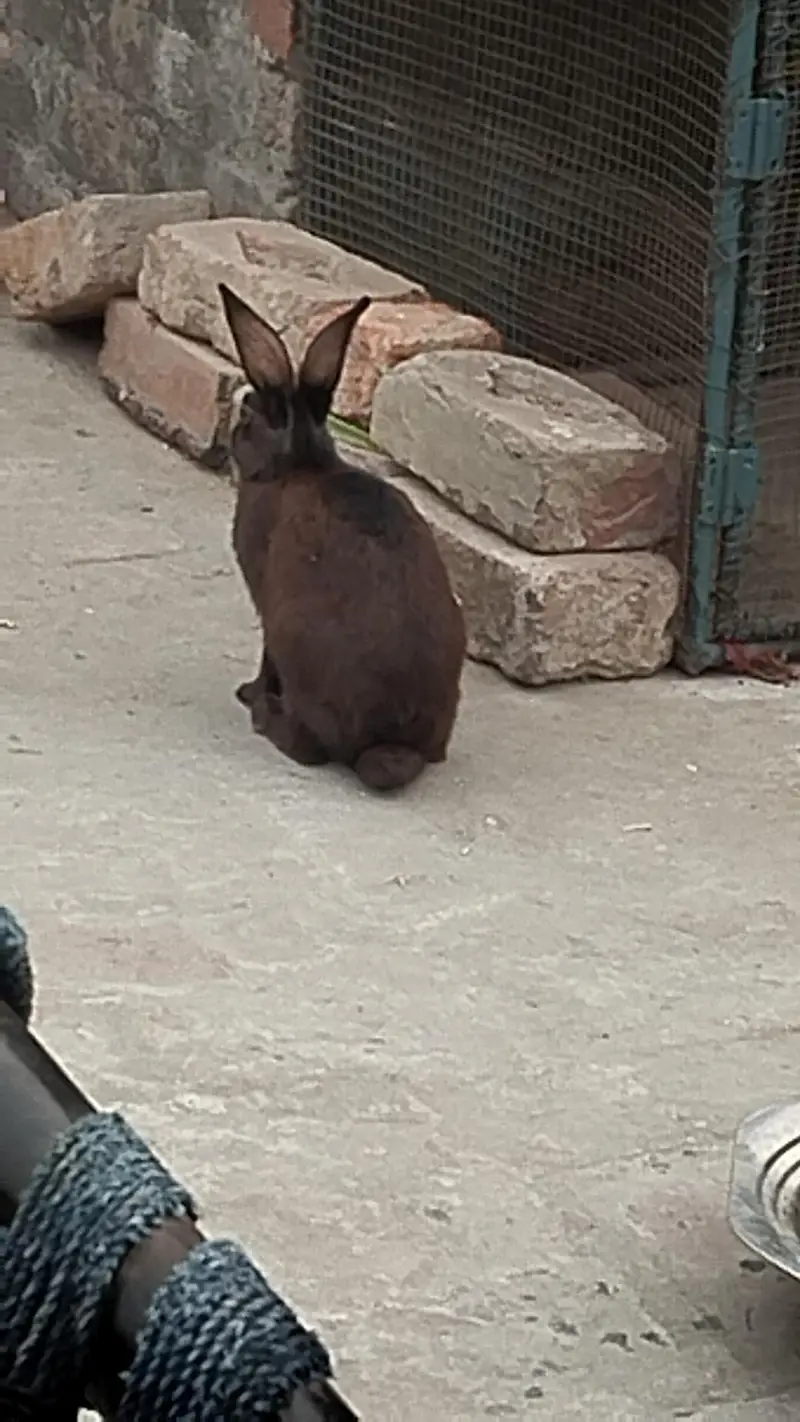 Rabbits pair for urgent sale — photo 4
