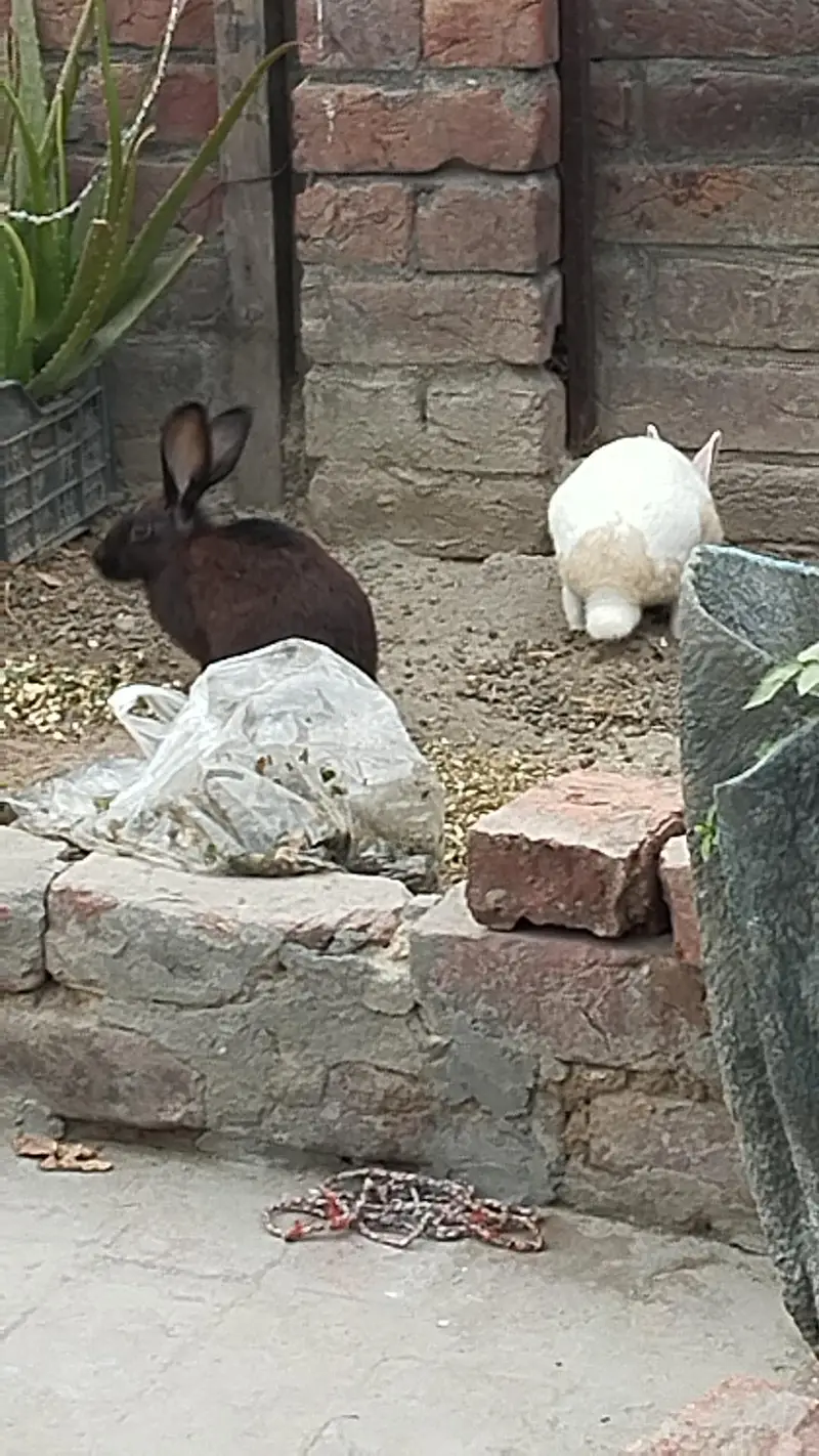 Rabbits pair for urgent sale — photo 5