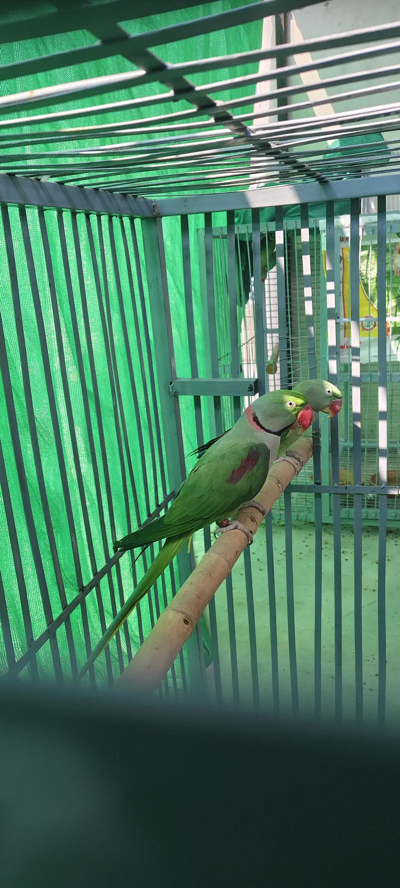 Raw beautiful jumbo size breeder pair for sale. Captive wild — photo 2