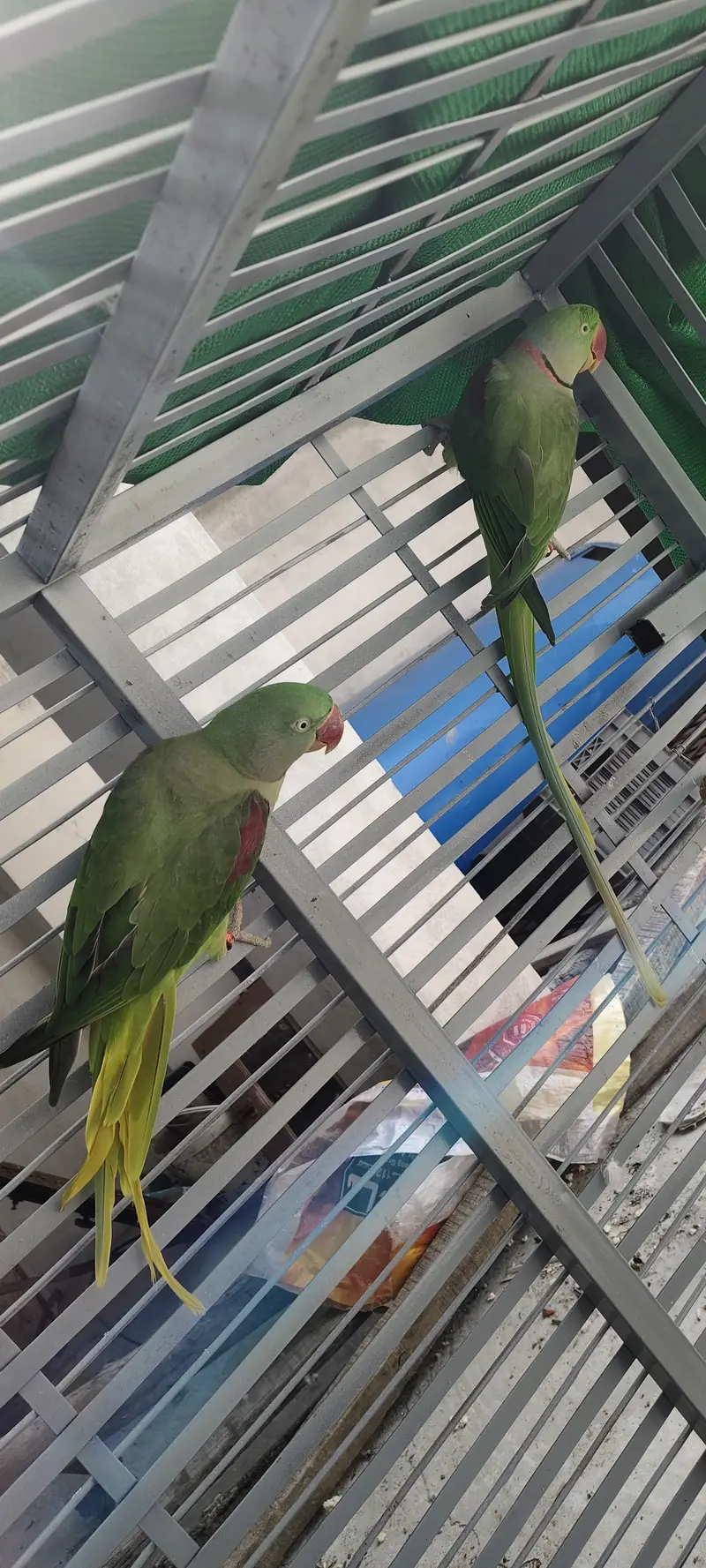 Raw beautiful jumbo size breeder pair for sale. Captive wild — photo 3