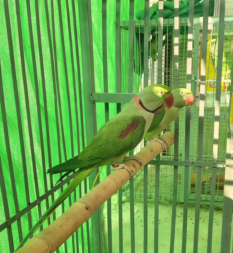 Raw beautiful jumbo size breeder pair for sale. Captive wild — photo 4