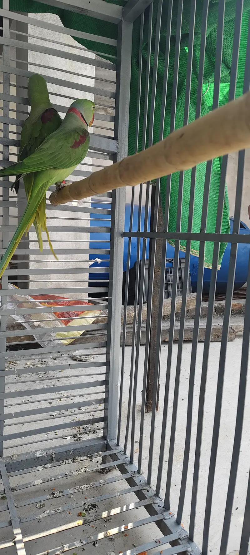 Raw beautiful jumbo size breeder pair for sale. Captive wild — photo 5