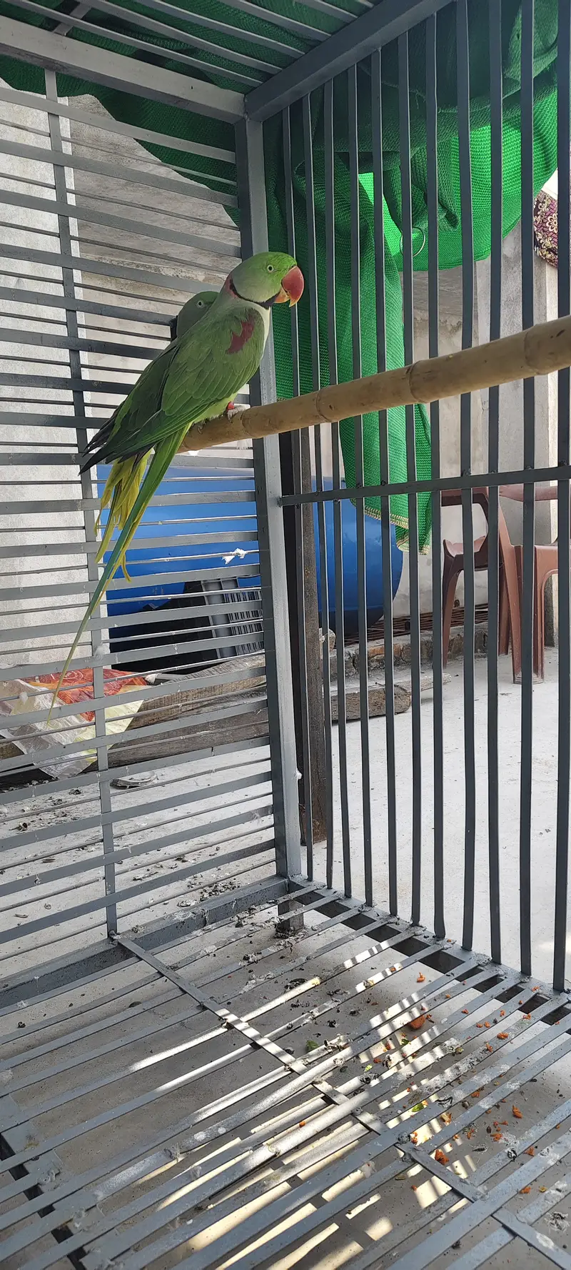 Raw beautiful jumbo size breeder pair for sale. Captive wild — photo 6