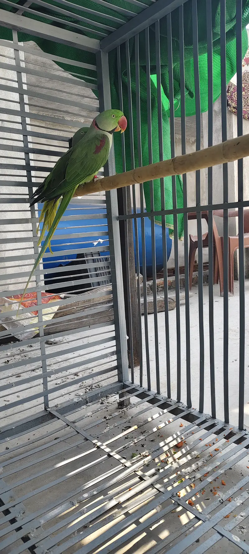 Raw beautiful jumbo size breeder pair for sale. Captive wild — photo 7