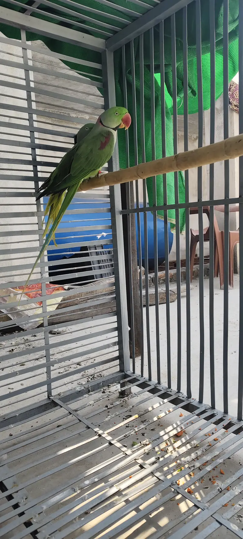 Raw beautiful jumbo size breeder pair for sale. Captive wild — photo 9