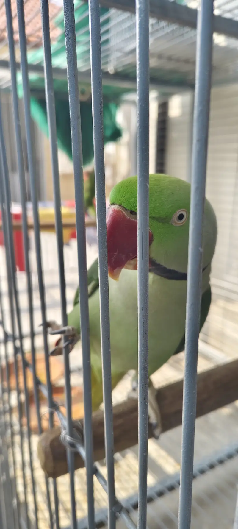 Raw beautiful jumbo size breeder pair for sale. Captive wild — photo 10