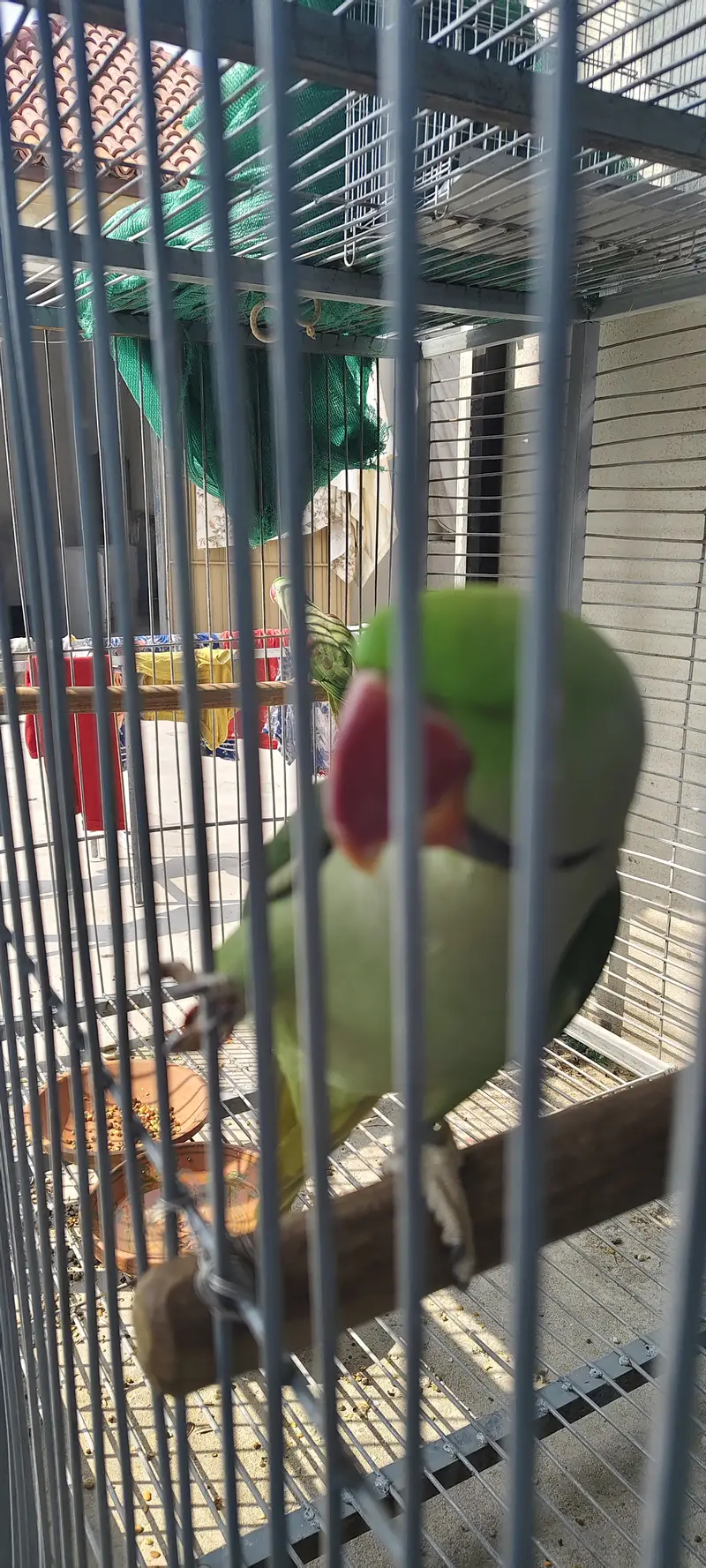 Raw beautiful jumbo size breeder pair for sale. Captive wild — photo 11