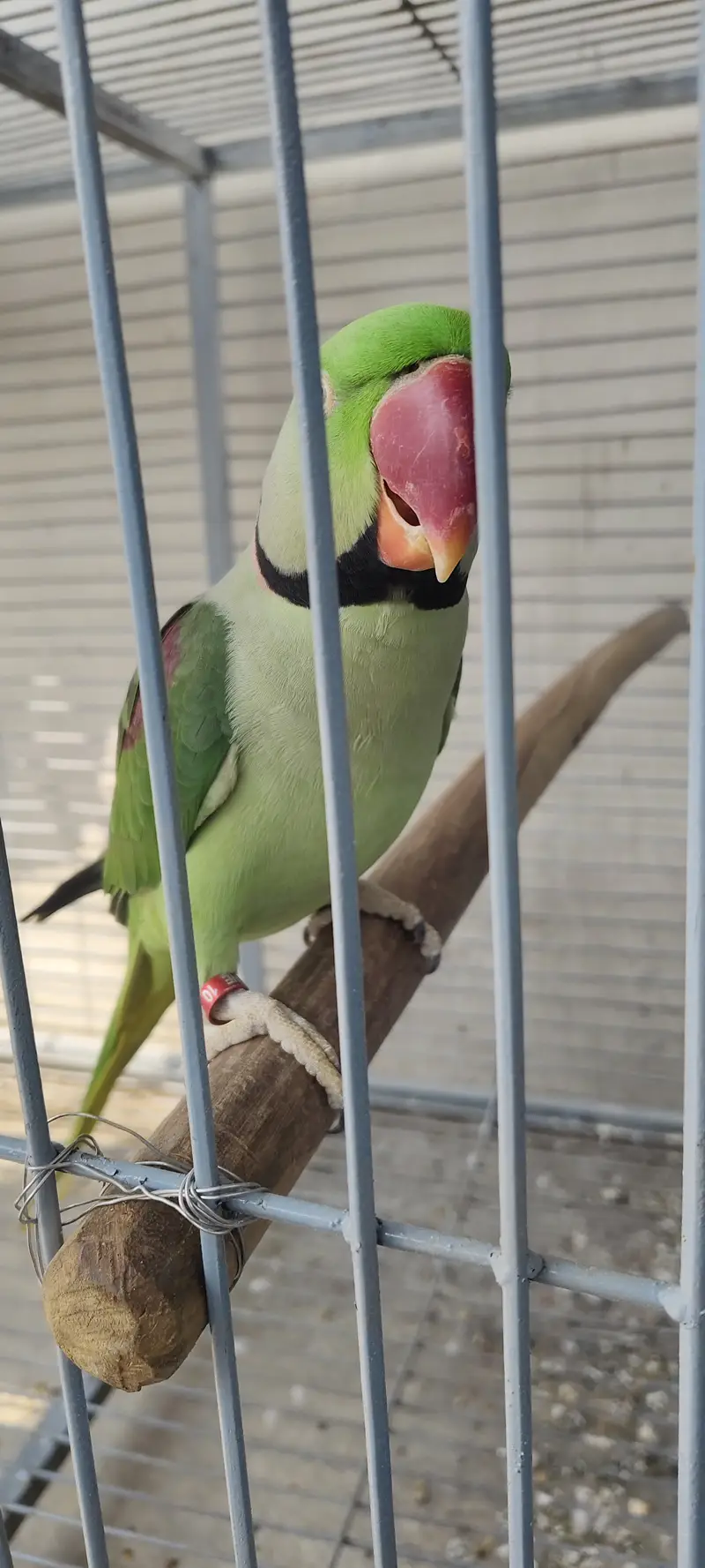 Raw beautiful jumbo size breeder pair for sale. Captive wild — photo 12