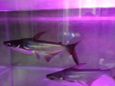 Blue Shark