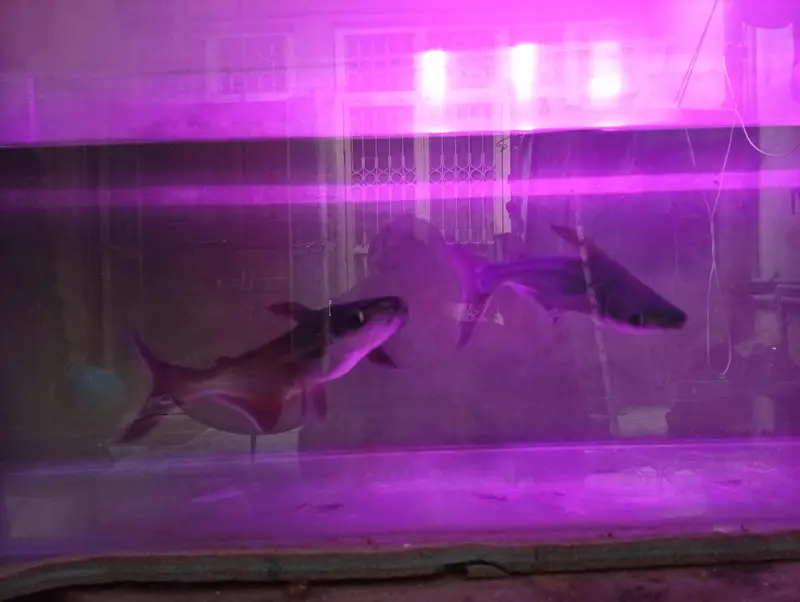 Blue Shark — photo 2