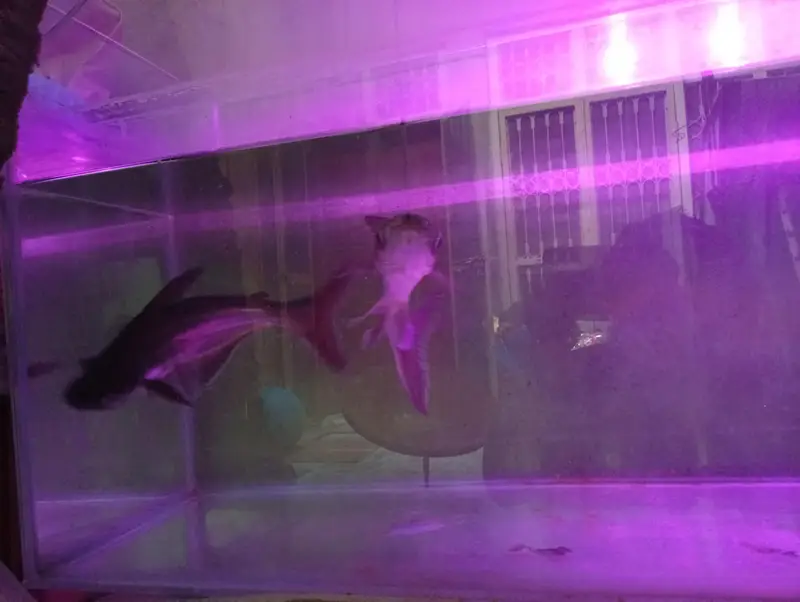 Blue Shark — photo 5