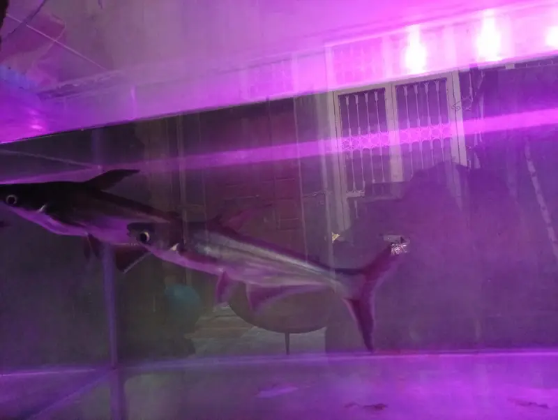 Blue Shark — photo 6