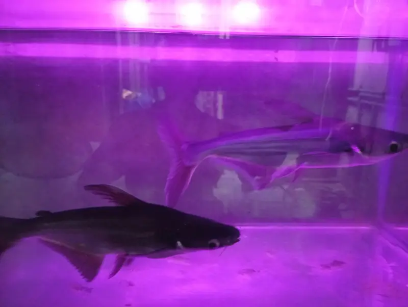 Blue Shark — photo 7