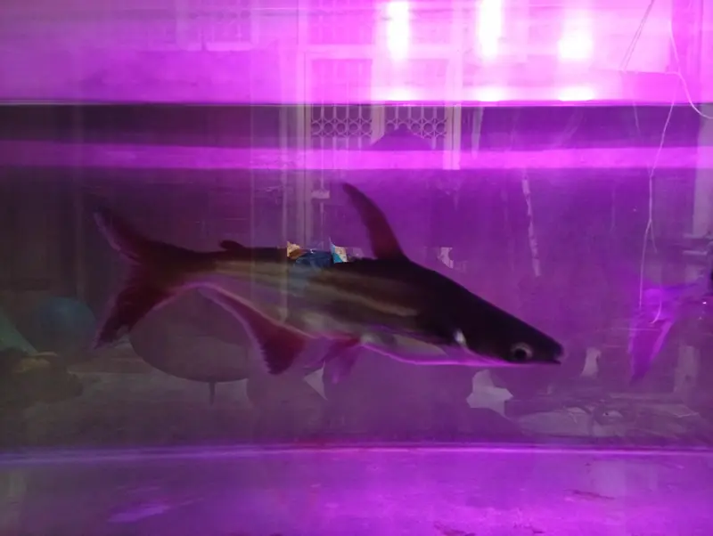 Blue Shark — photo 10