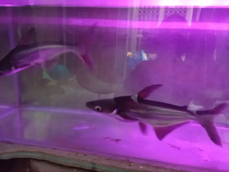 Blue Shark — photo 11