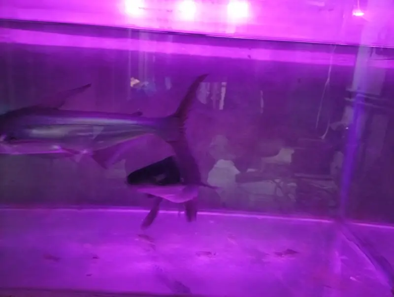Blue Shark — photo 12