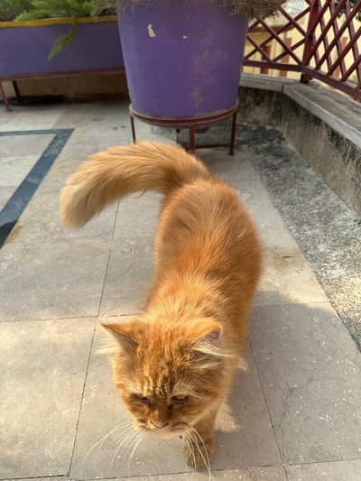 Persian Cat
