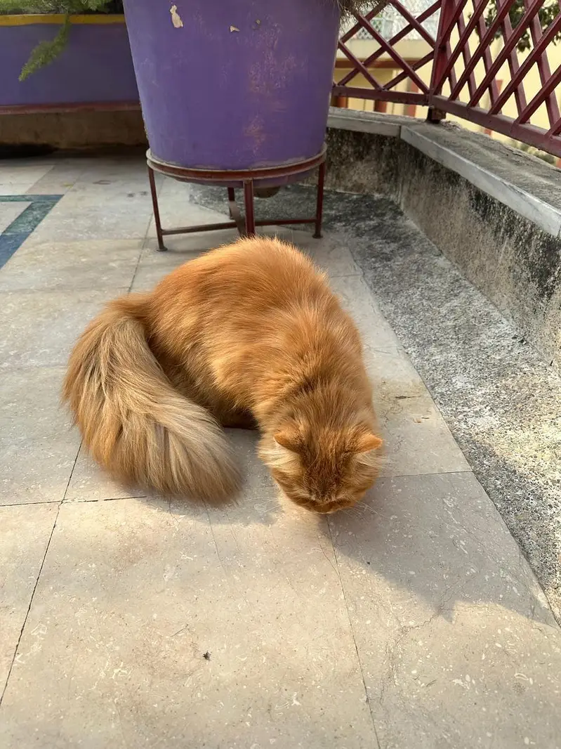 Persian Cat — photo 2