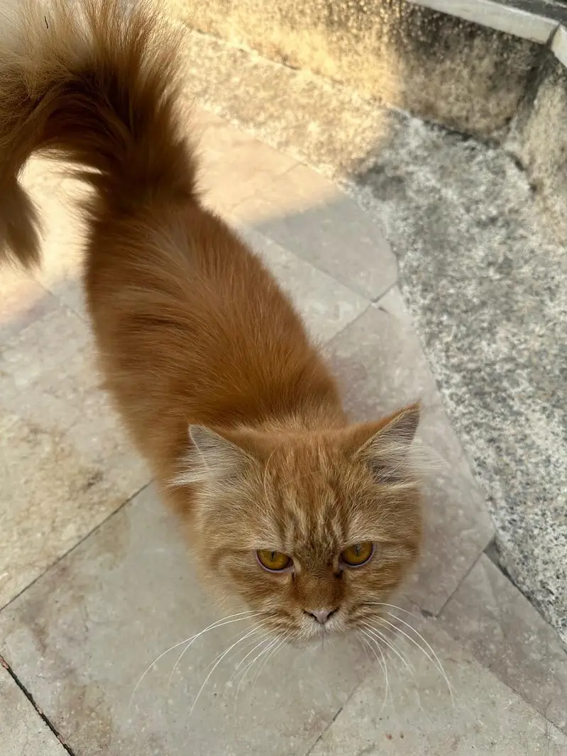Persian Cat — photo 3