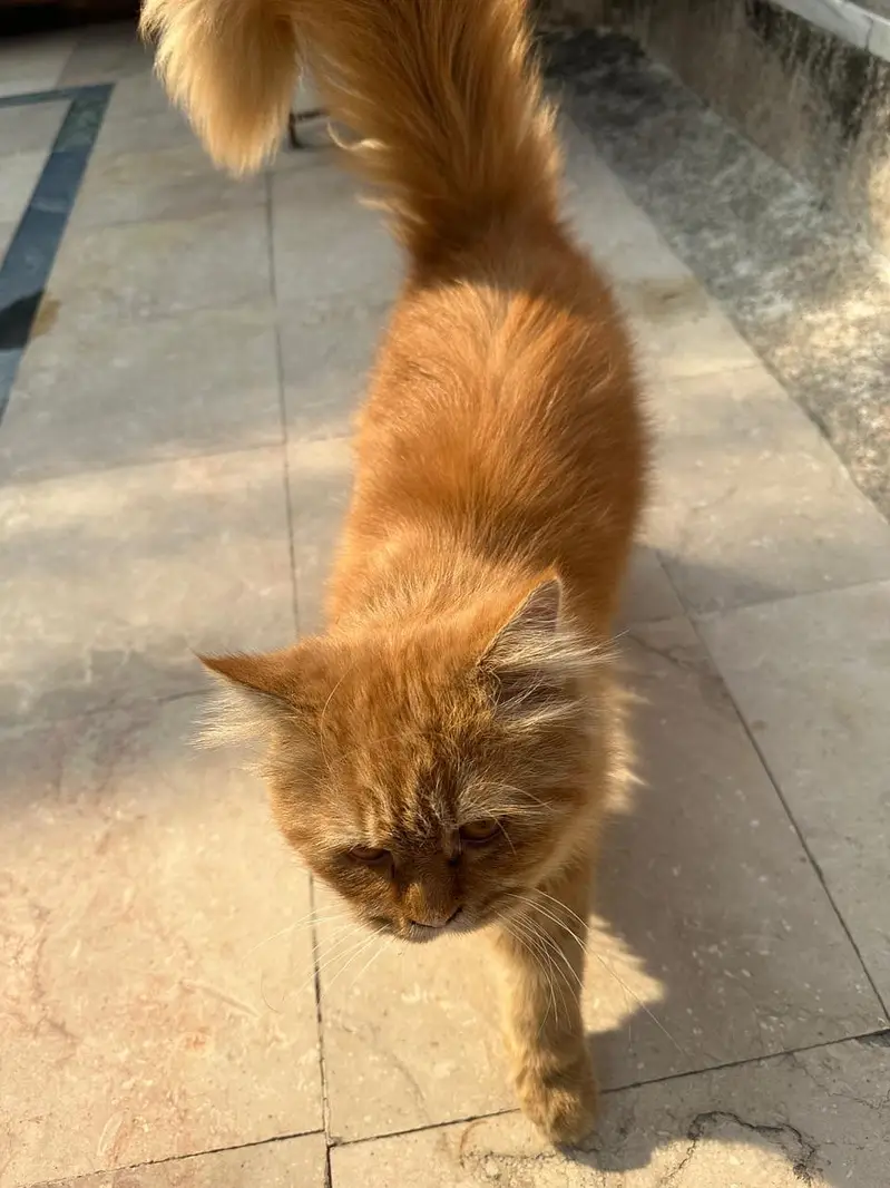 Persian Cat — photo 4