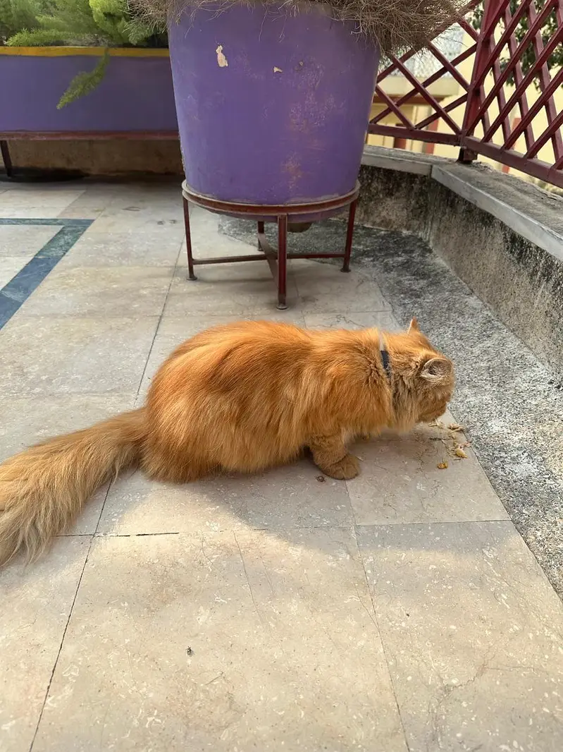 Persian Cat — photo 5