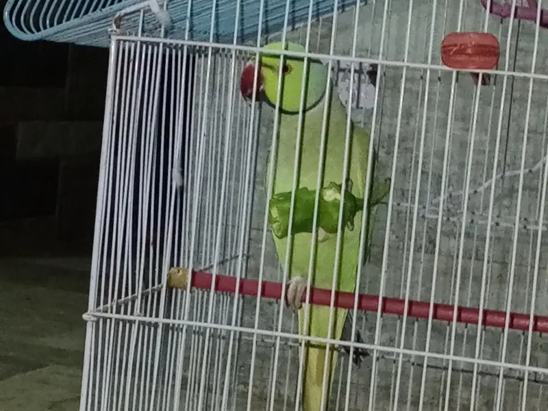 parrot for sale — photo 3