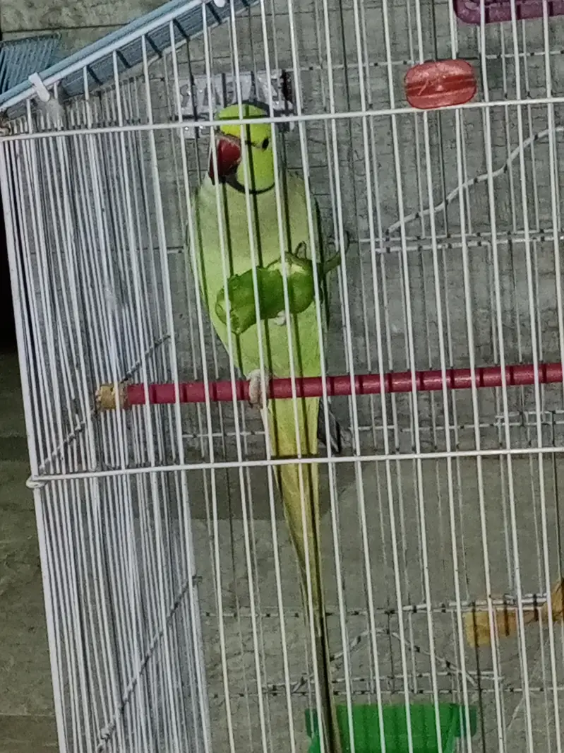 parrot for sale — photo 4