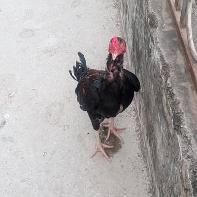 Aseel hens for sale