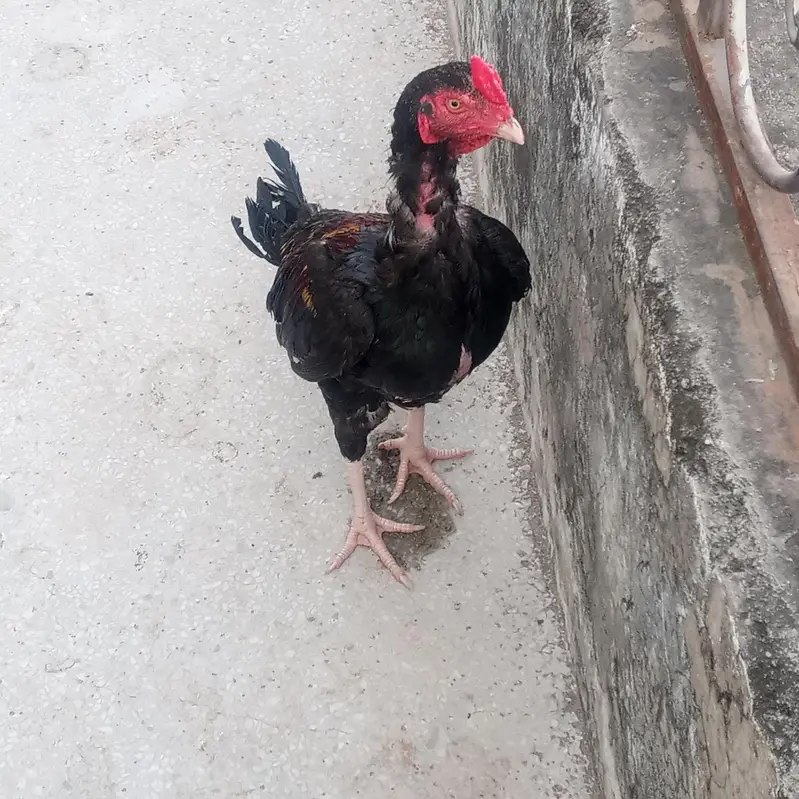 Aseel hens for sale — photo 2