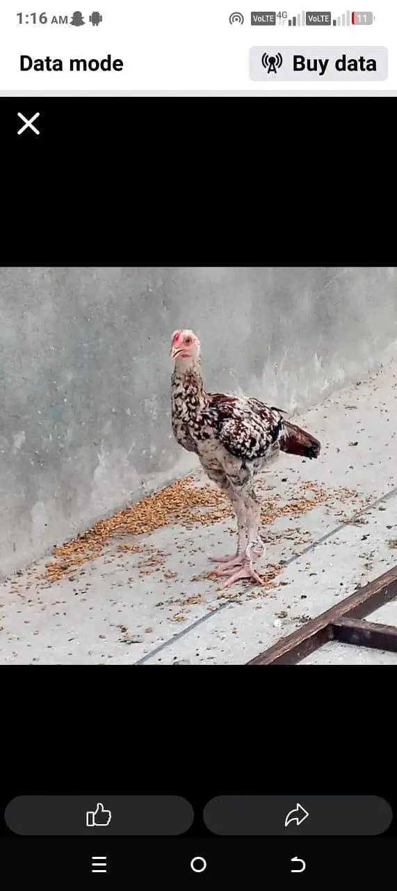 Aseel hens for sale — photo 3