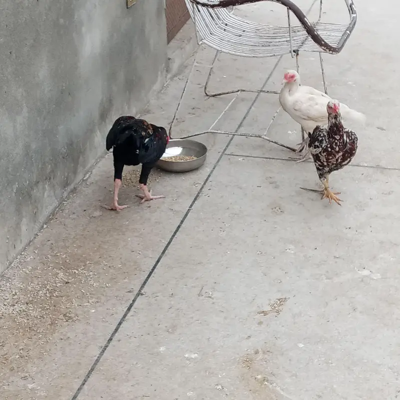 Aseel hens for sale — photo 4