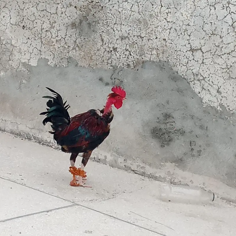 Aseel hens for sale — photo 5