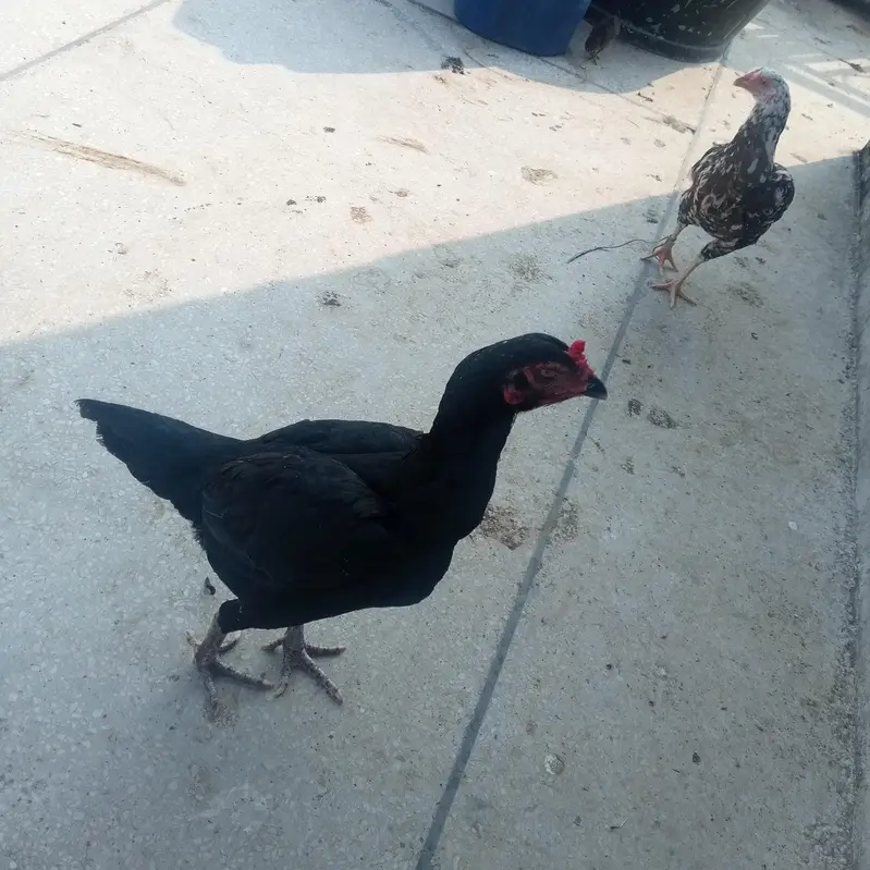 Aseel hens for sale — photo 6