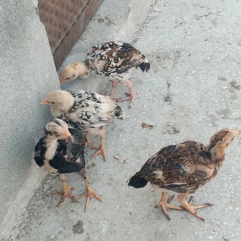 Aseel hens for sale — photo 7