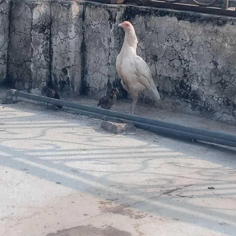 Aseel hens for sale — photo 8