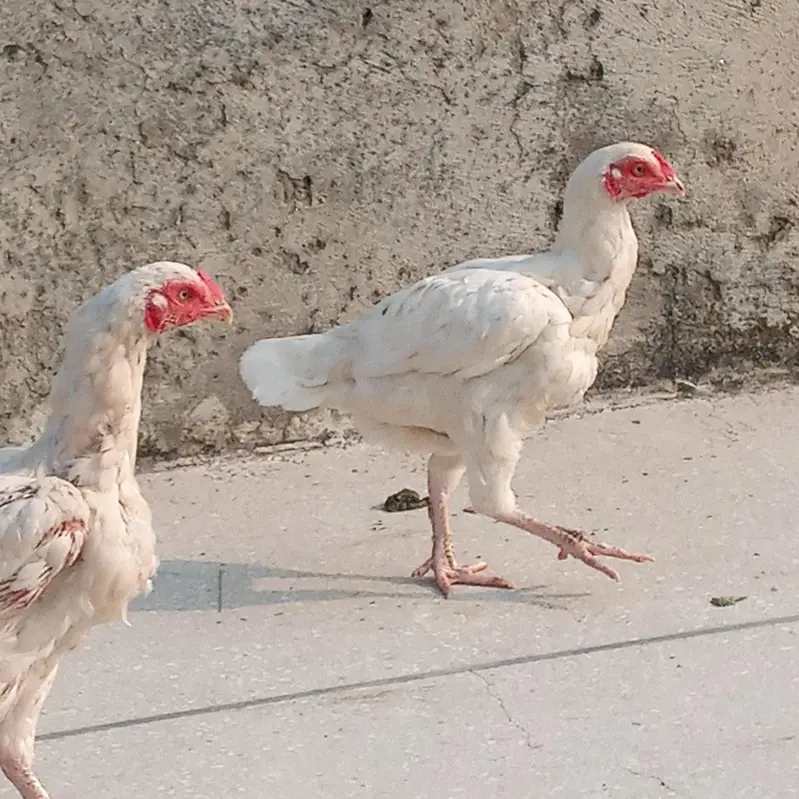 Aseel hens for sale — photo 9