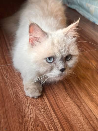 Cat | hamalian cat