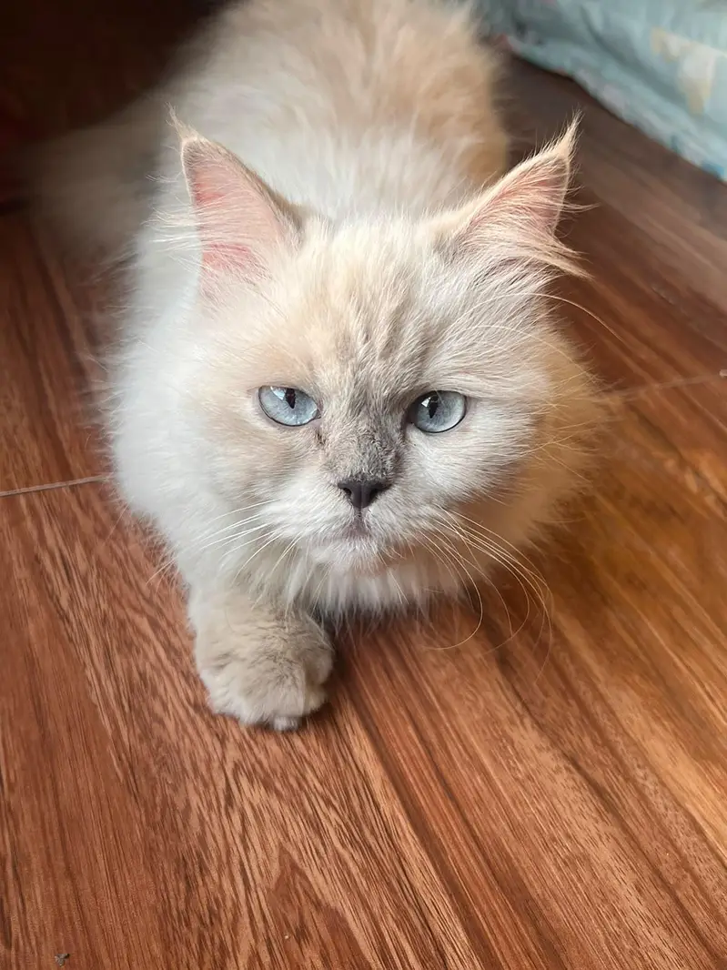 Cat | hamalian cat — photo 2