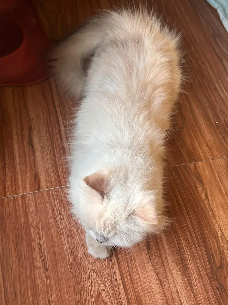 Cat | hamalian cat — photo 3