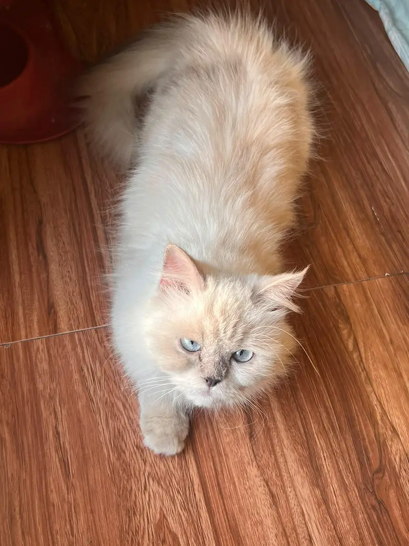 Cat | hamalian cat — photo 4