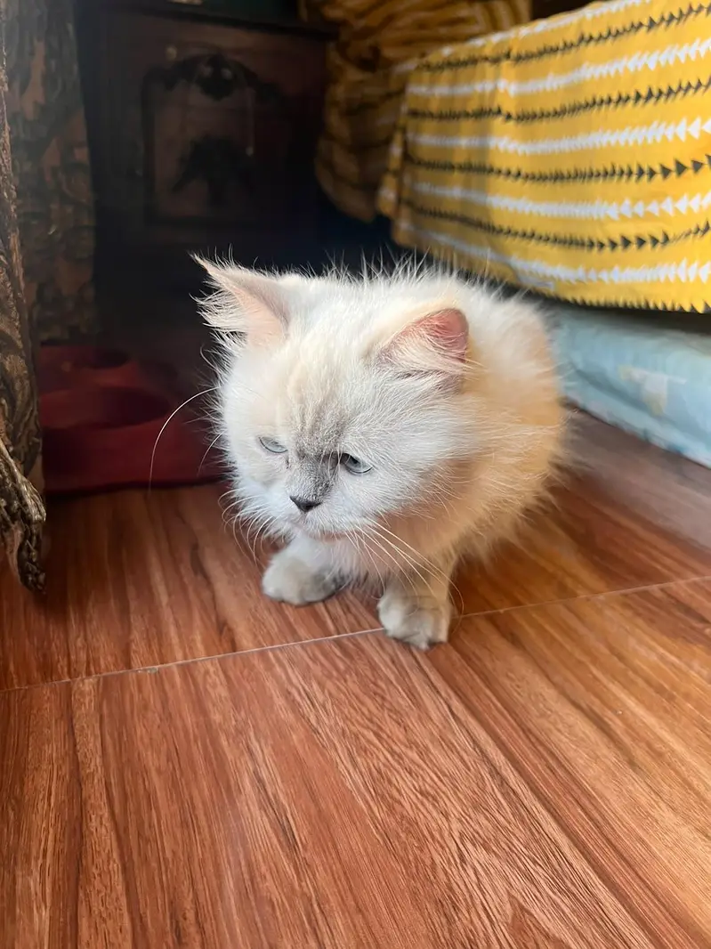 Cat | hamalian cat — photo 5