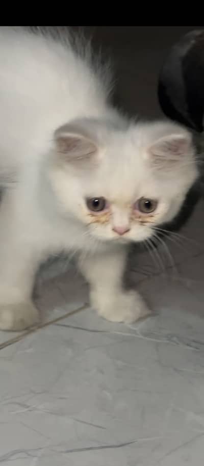 Im sellin my persian kitten